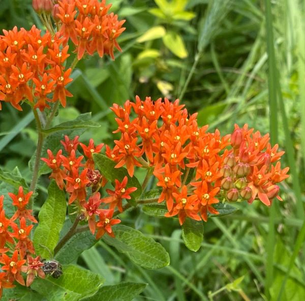 Karvasilkkiyrtti, Ruukkutaimi